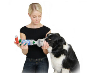 Frau nutzt AeroDawg* für Hunde an Ihrem kranken Hund