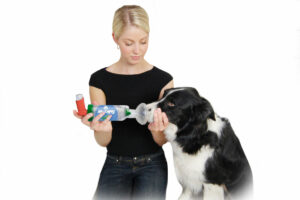 Frau nutzt AeroDawg* für Hunde an Ihrem Hund